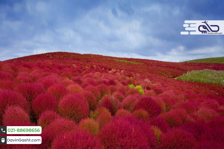 هیتاچیناکا