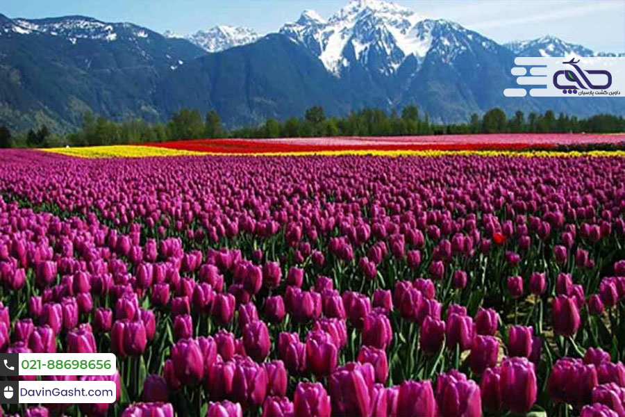 هیتاچیناکا