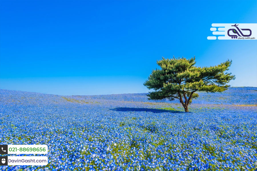 هیتاچیناکا