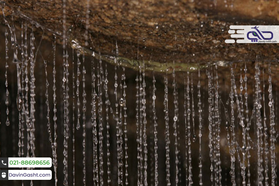 غار وایتومو