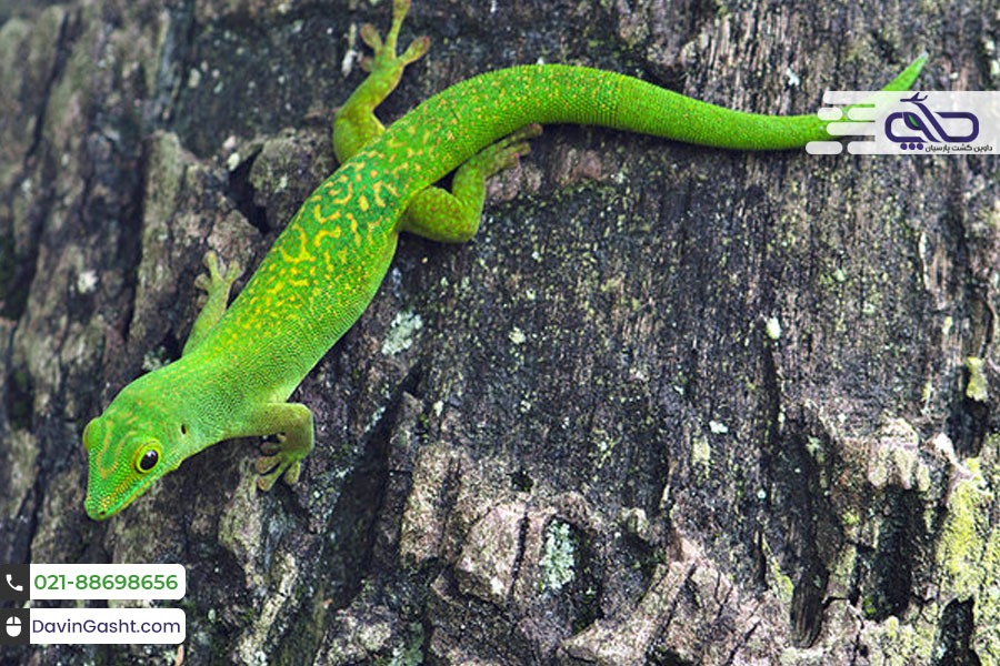 جزیره گرانیتی سیشل