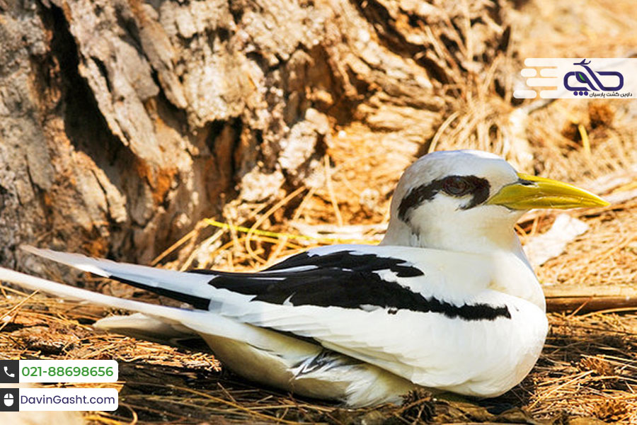 جزیره کوسین سیشل