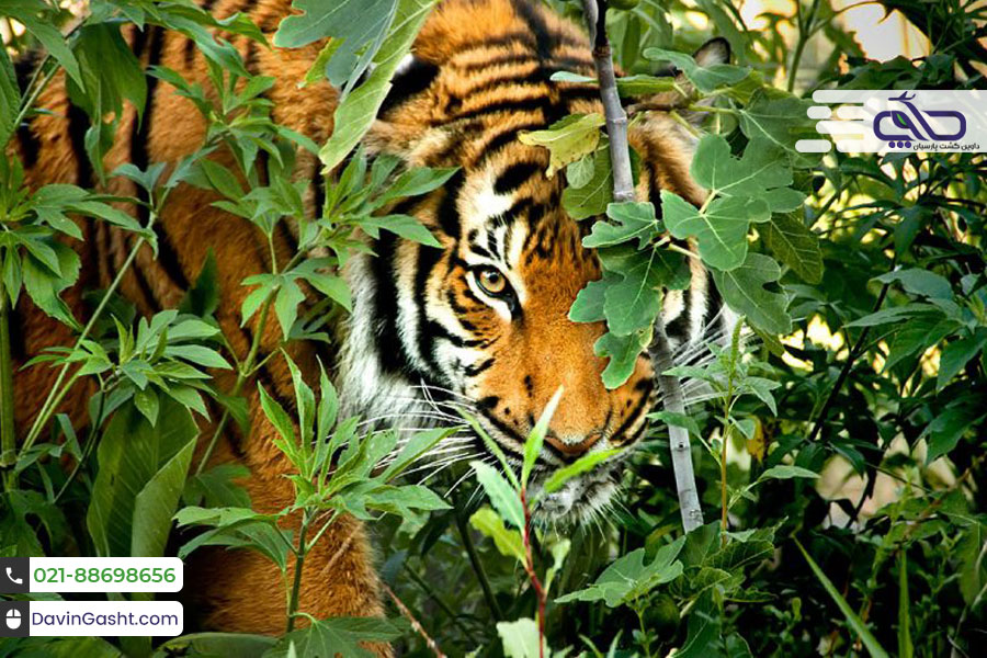 جاذبه های گردشگری هند