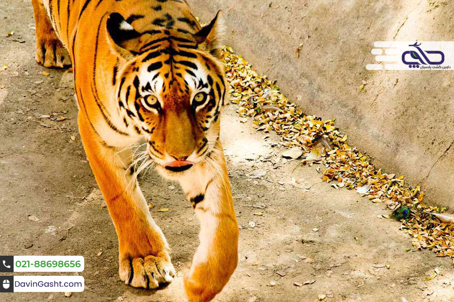 جاذبه های گردشگری جیپور