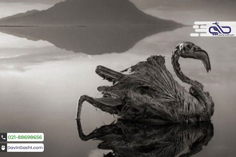 دریاچه ناترون تانزانیا