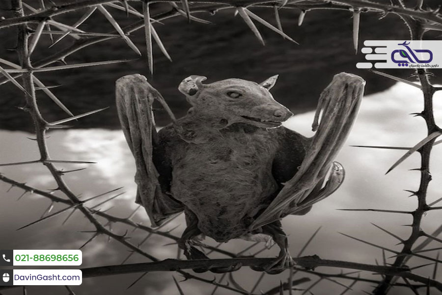 دریاچه ناترون تانزانیا