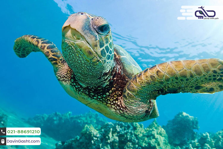 دالیان مارماریس